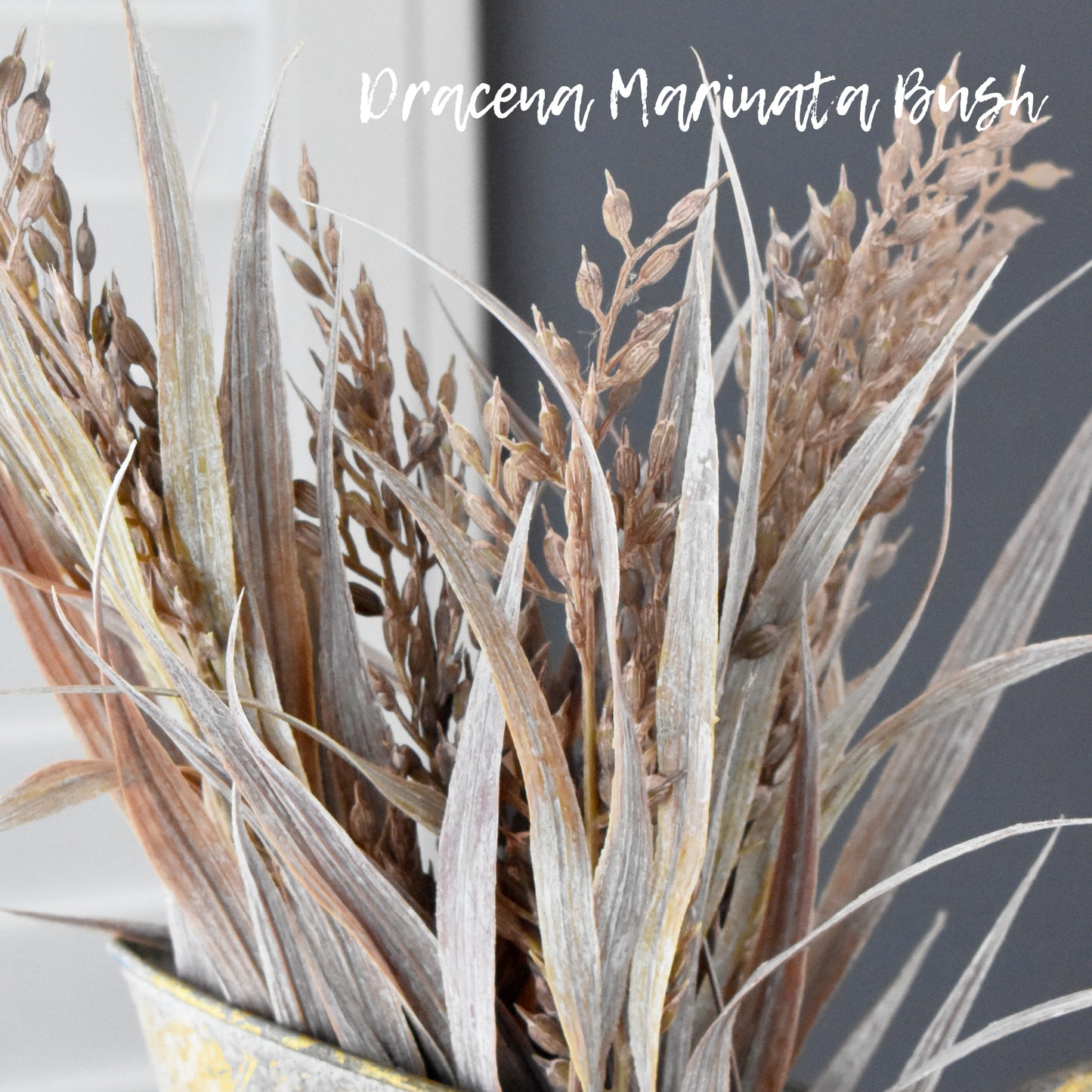 Dracena Wheat Marinata Bush 16.5"
