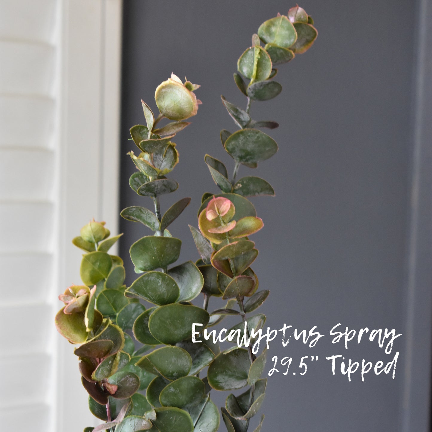 Eucalyptus Spray - Tipped 29.5"