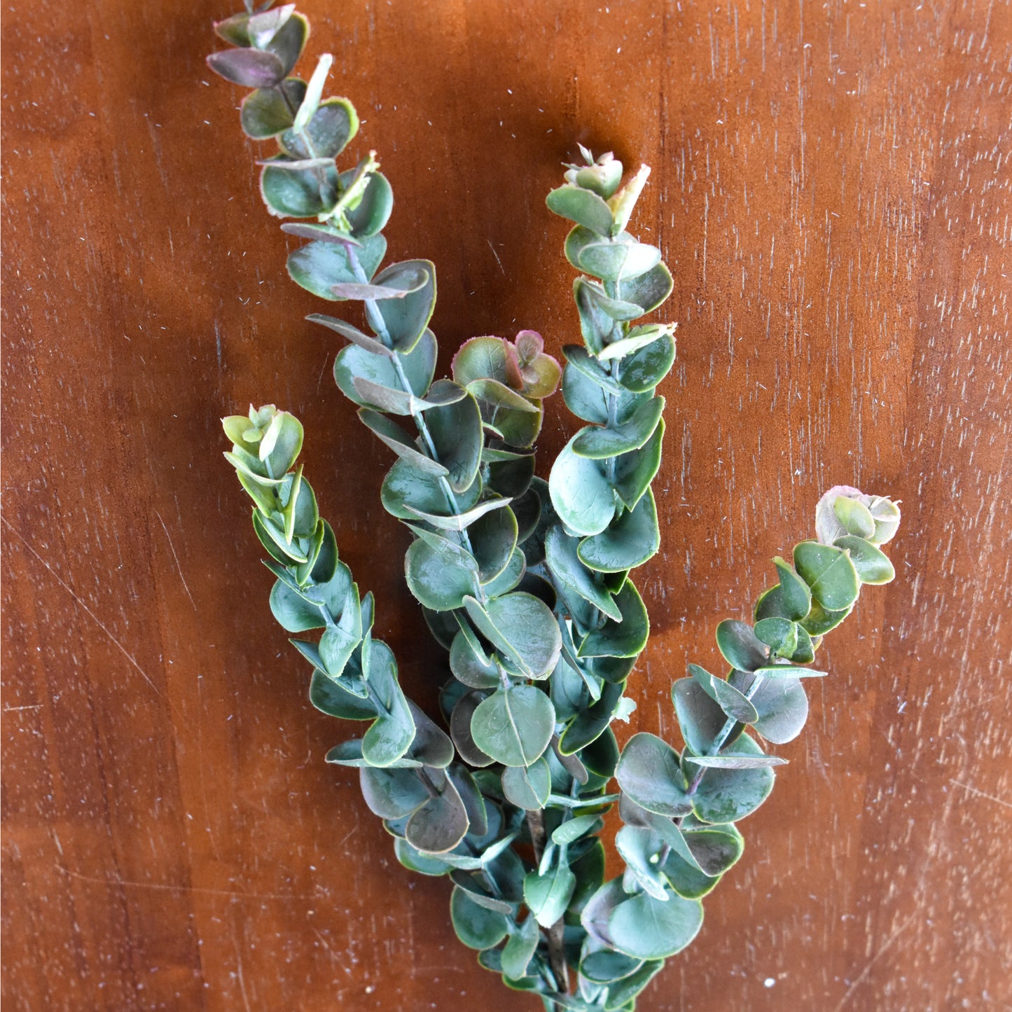 Eucalyptus Spray - Tipped 29.5"