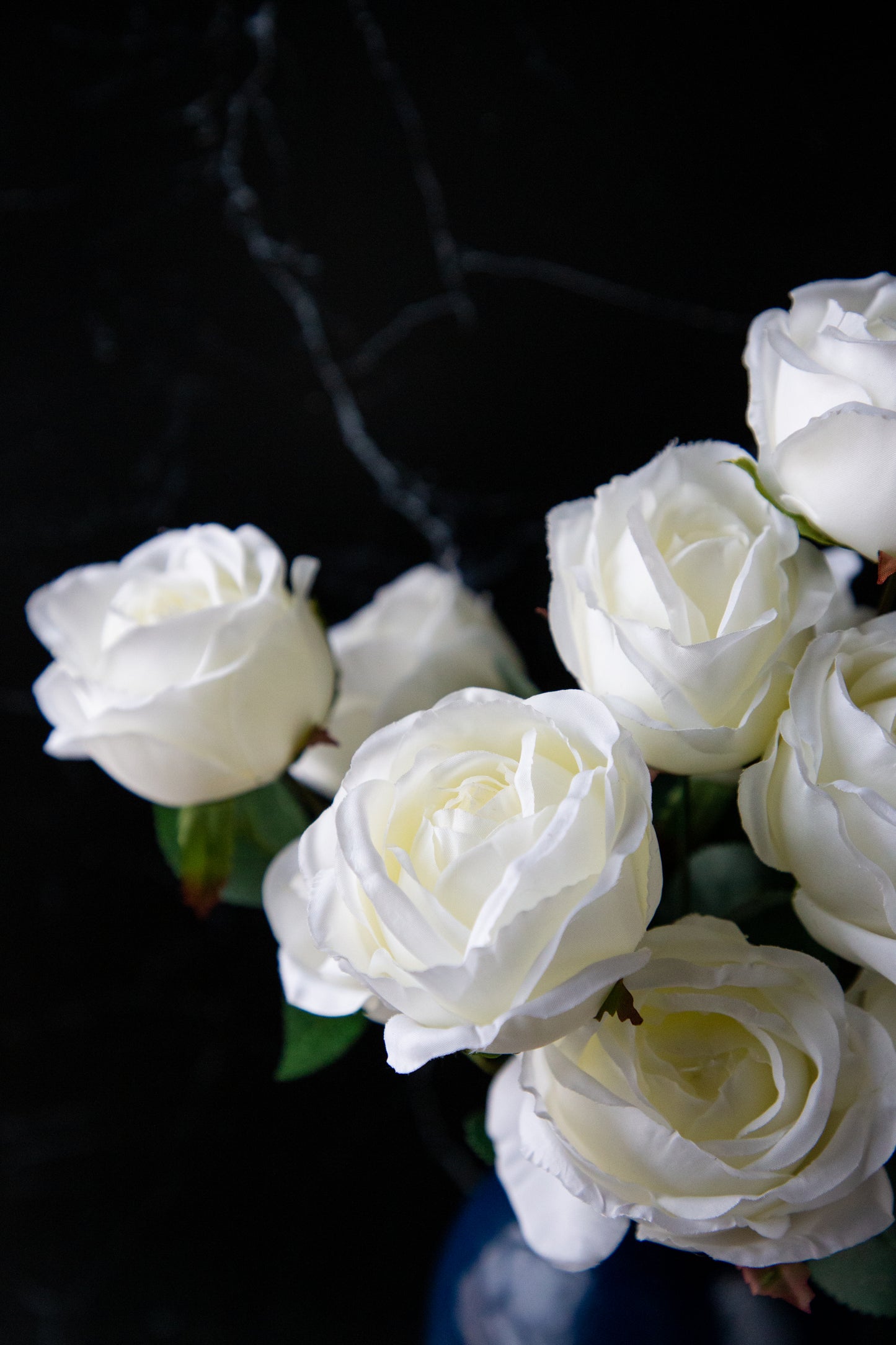 Rose Bush - White