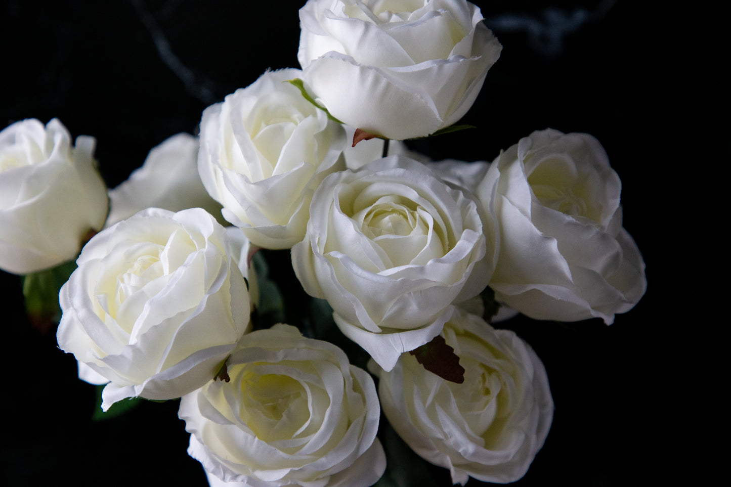 Rose Bush - White