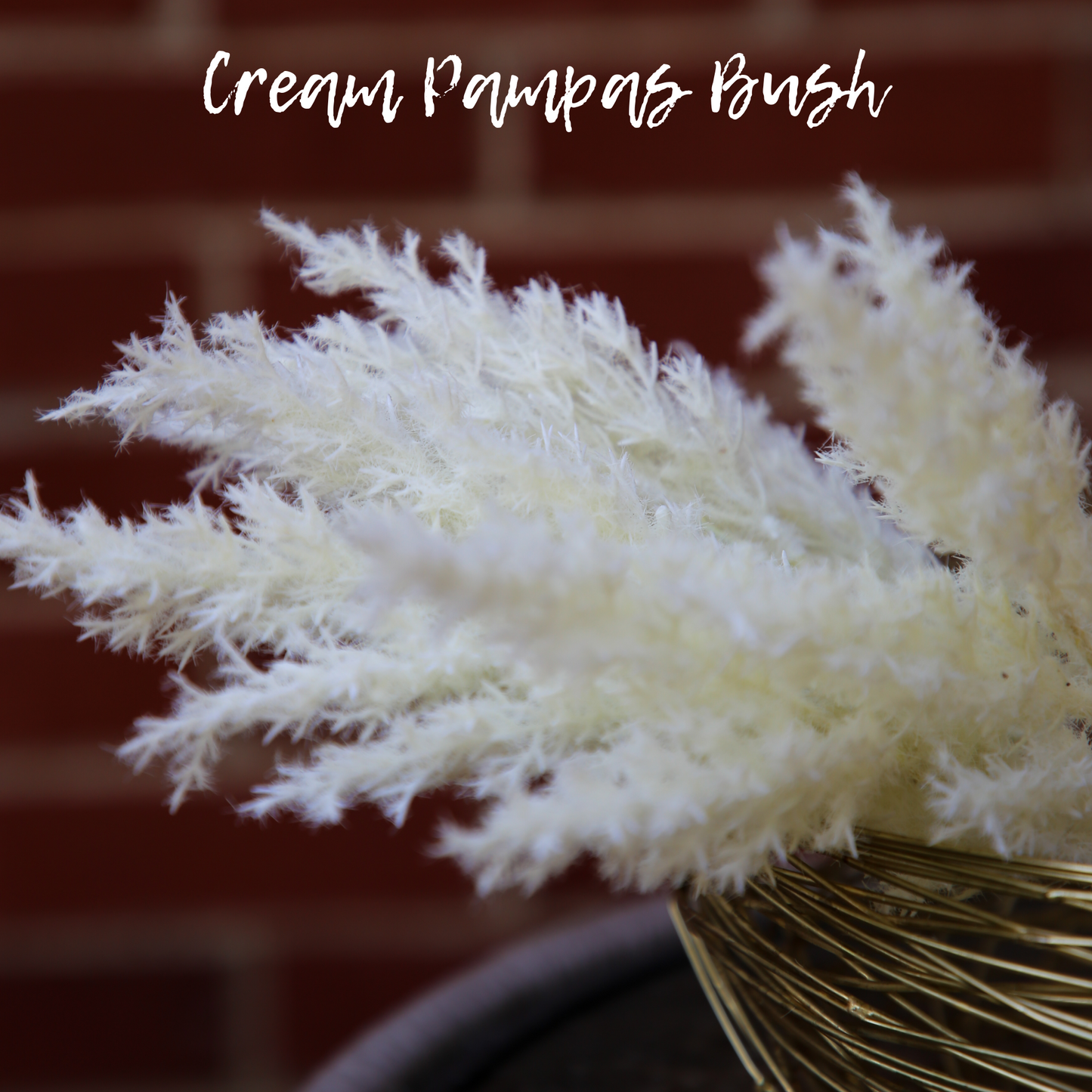 Cream Pampas Grass 15"