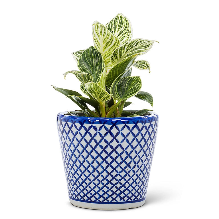 Cross Hatch Chinoiserie Planter-Blu/Wht-5"H