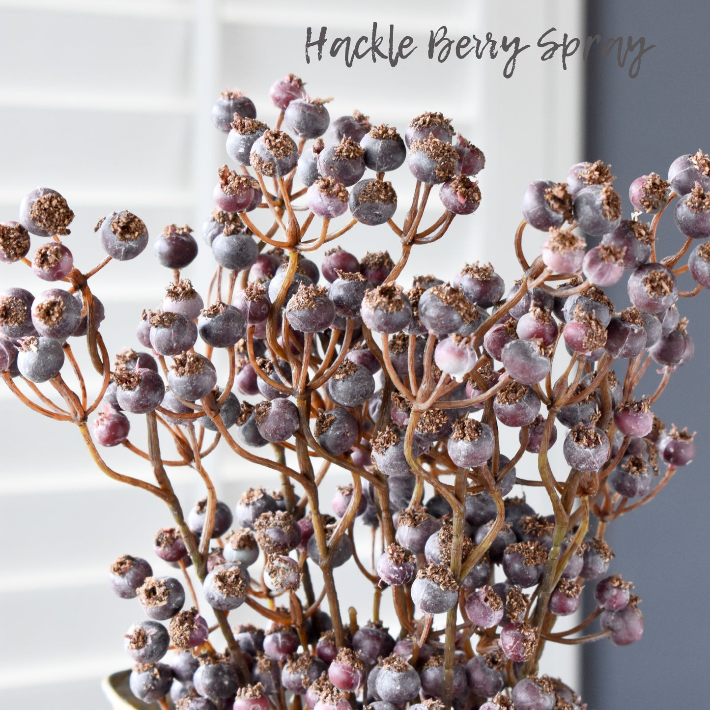 Hackleberry Spray 23"