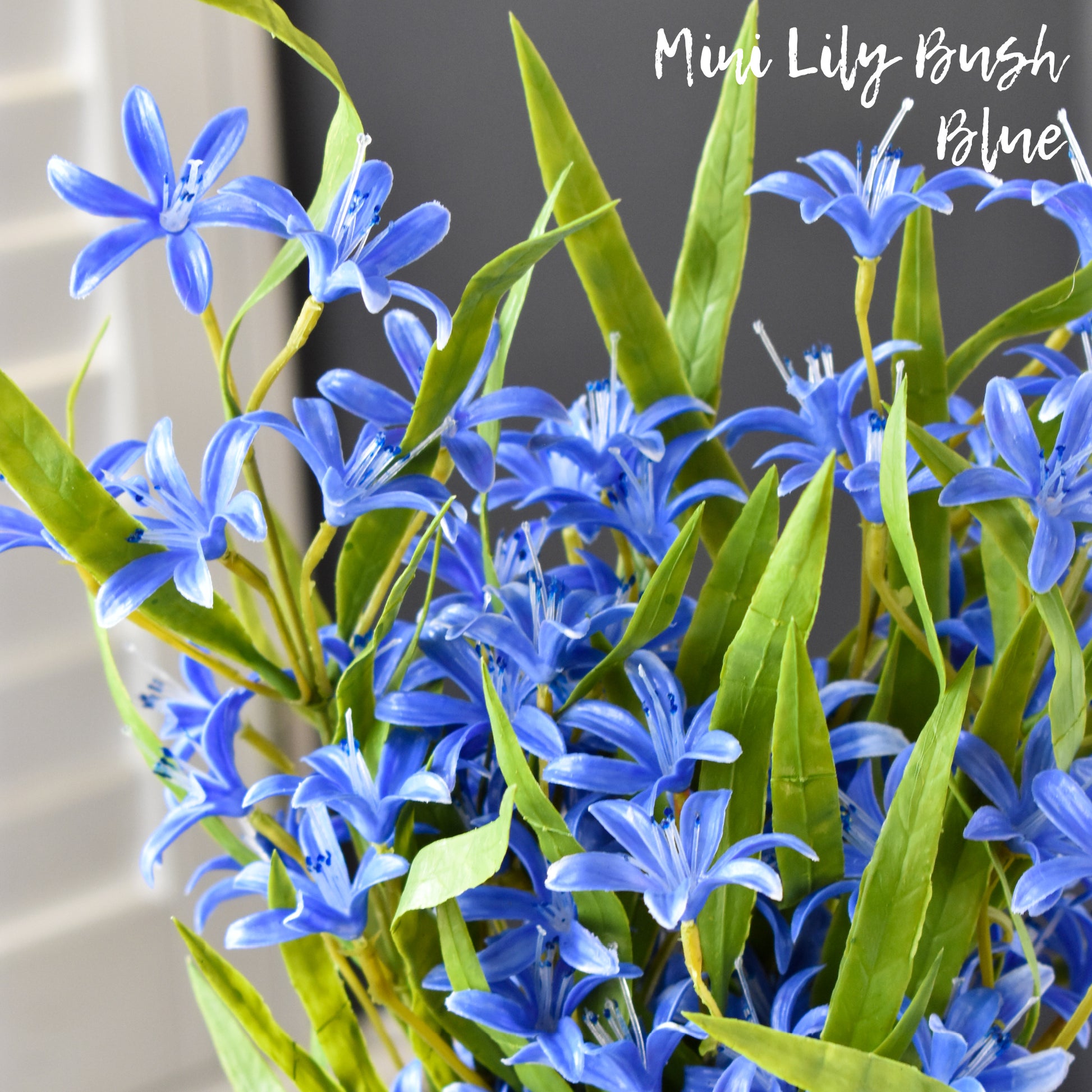 mini lily flower Lily Mini Bush