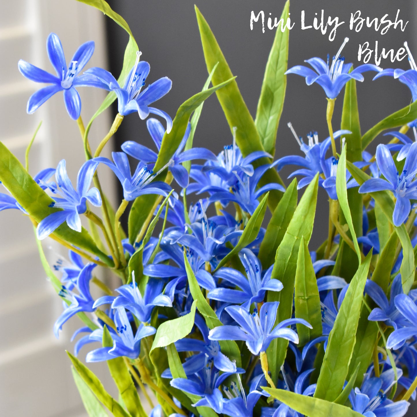 Lily Mini Bush - Blue