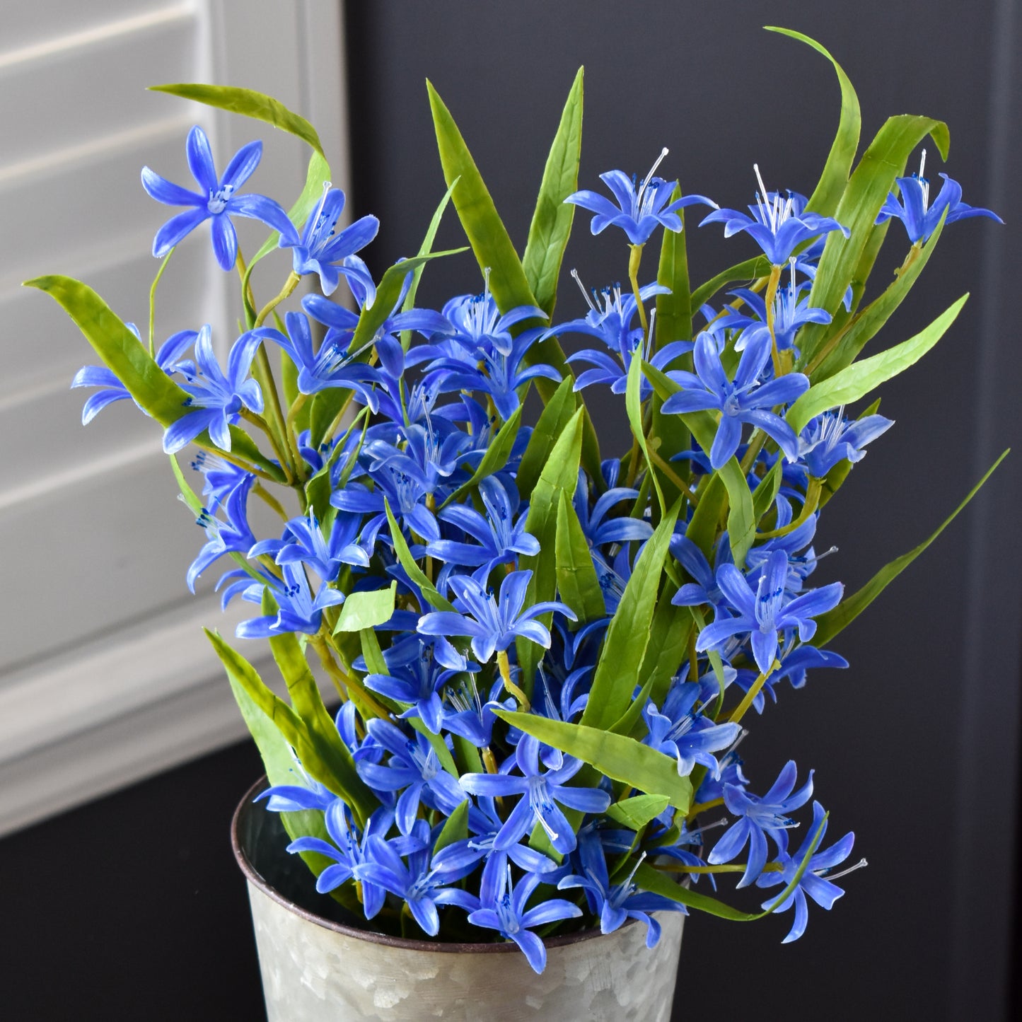 Lily Mini Bush - Blue