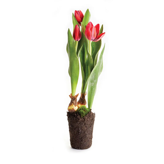 Tulip Drop-in 18"- Red