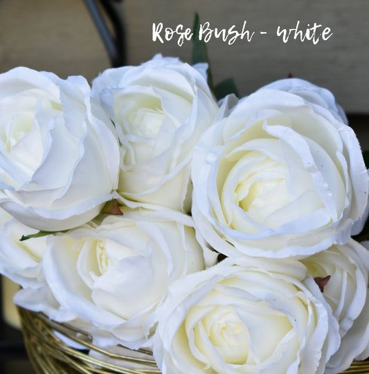 Rose Bush - White