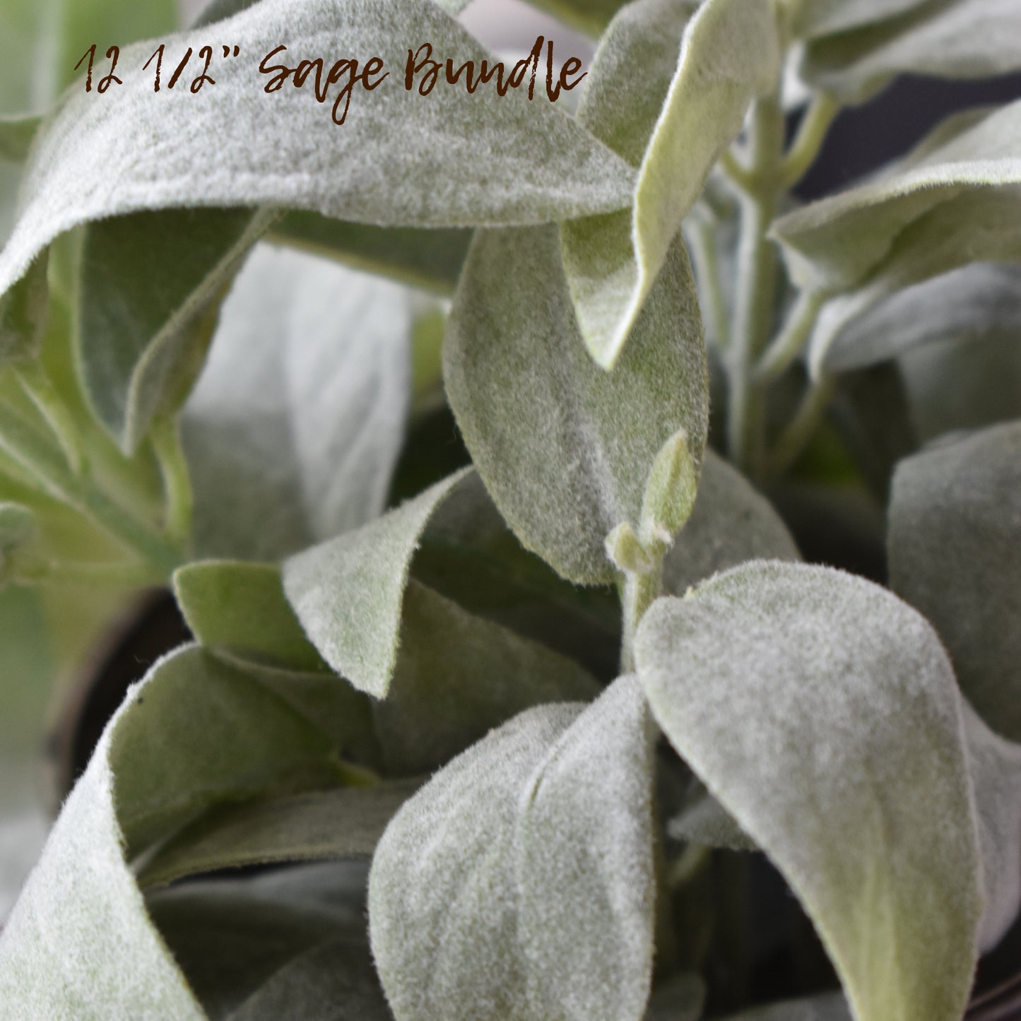 Sage Bundle