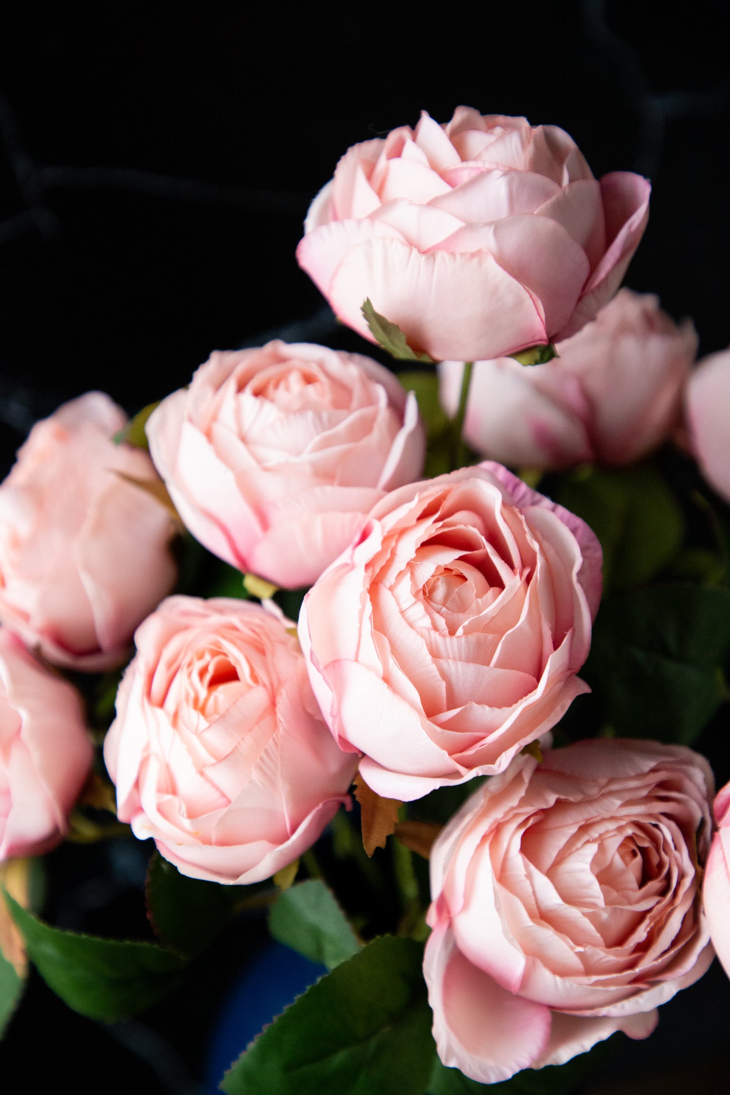 Rose Bush - Pink
