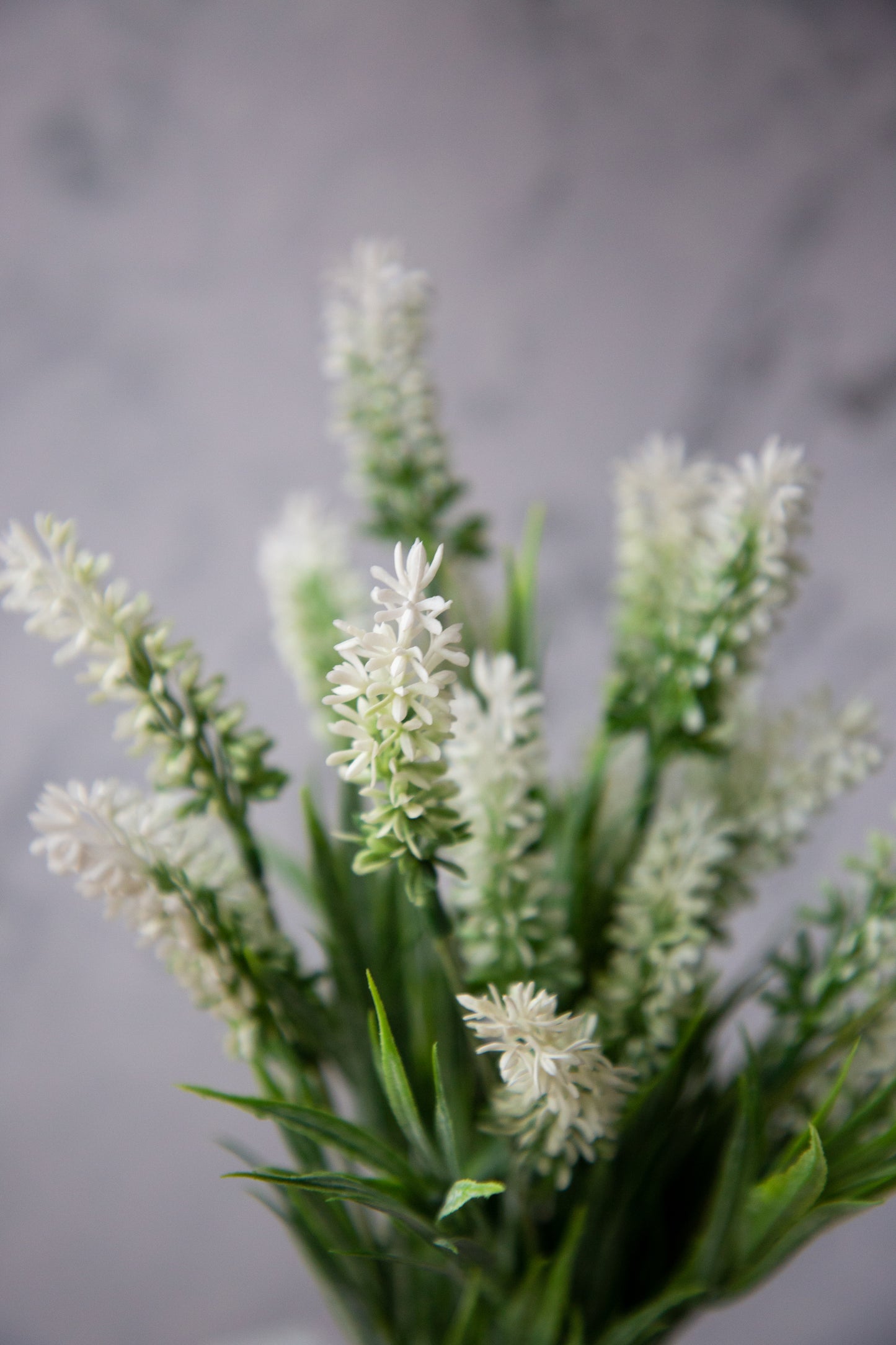 Lavender Bush