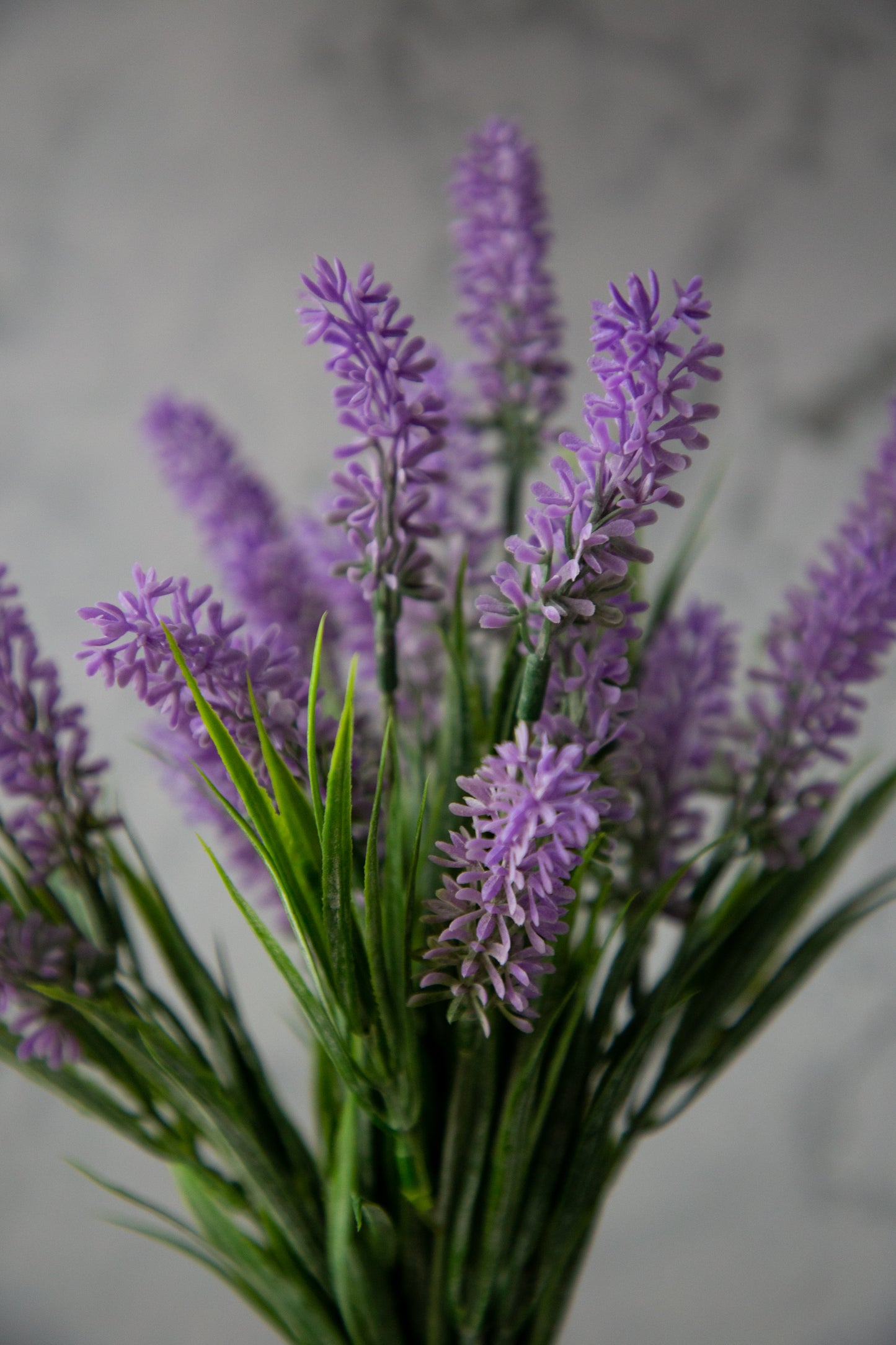 Lavender Bush