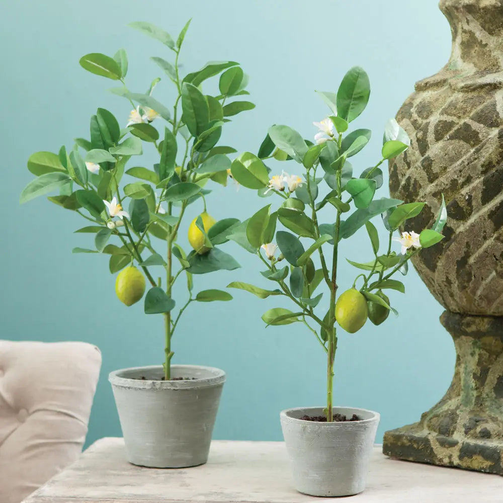 Lemon Topiary Potted Drop-in 20"