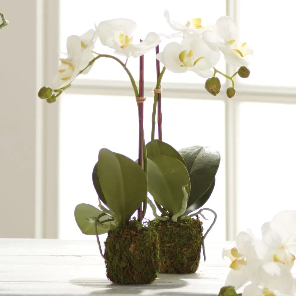 Phalaenopsis Orchid Drop-in 15"