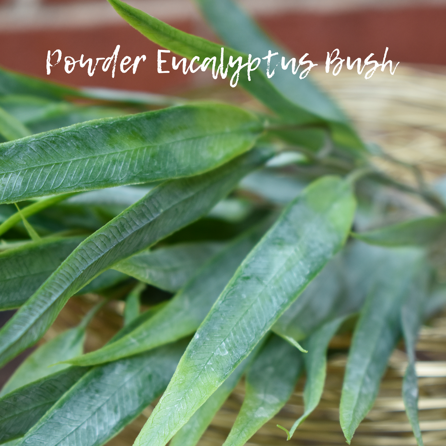 Powder Eucalyptus Bush - 22.5"