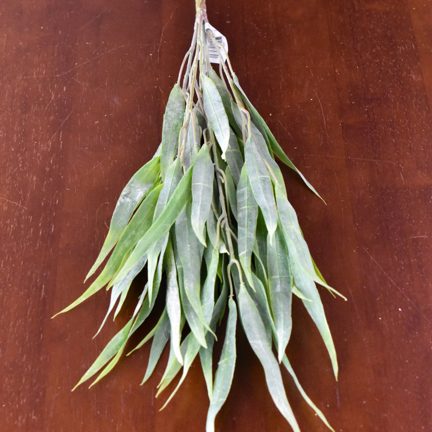 Powder Long Leaf Eucalyptus Bush