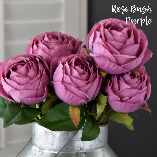 Rose Bush - Purple