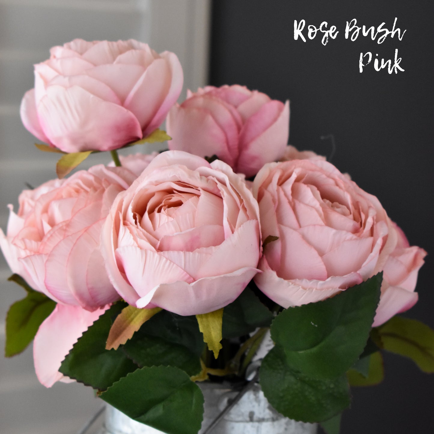 Rose Bush - Pink