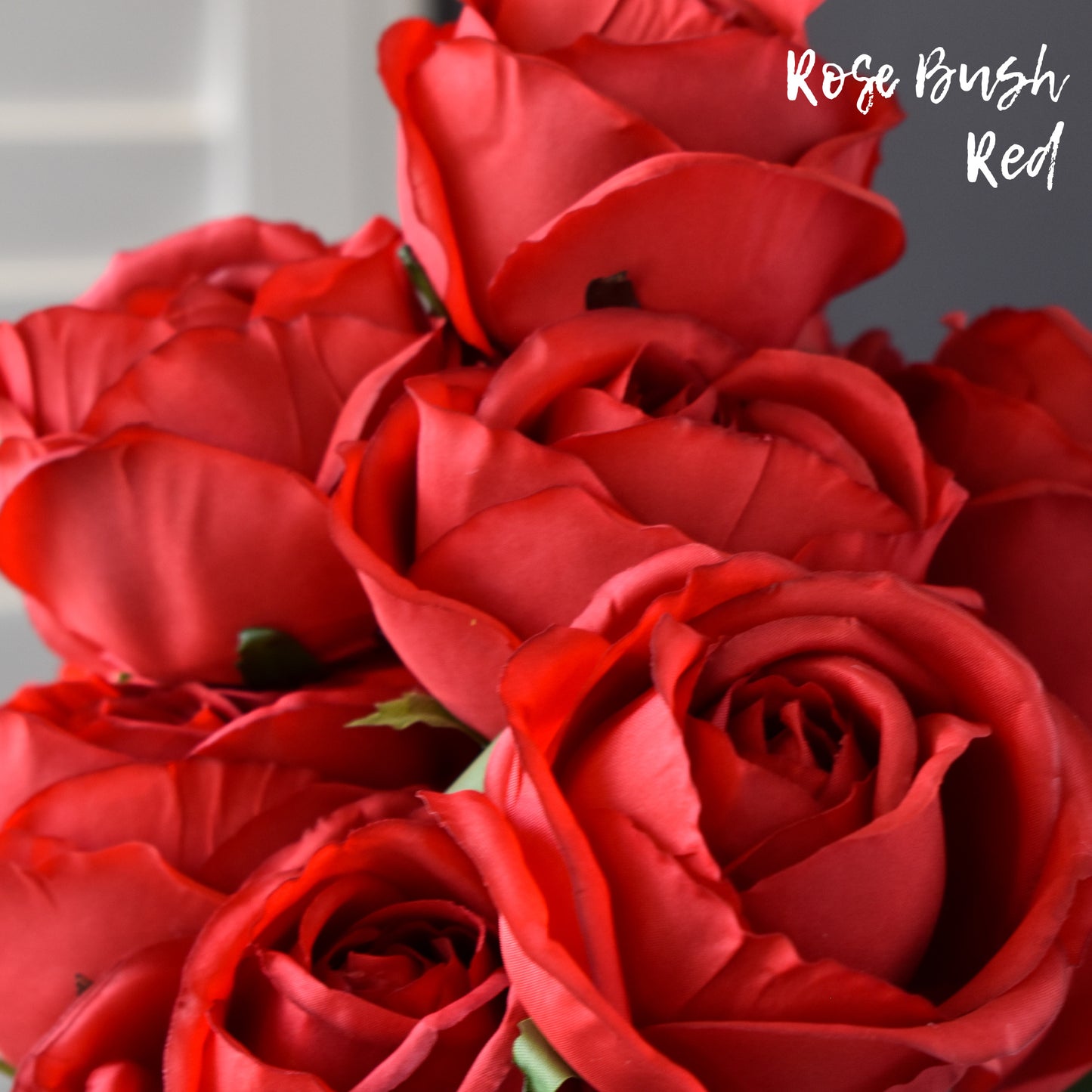 Rose Bush - Red