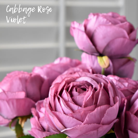Cabbage Rose - Violet