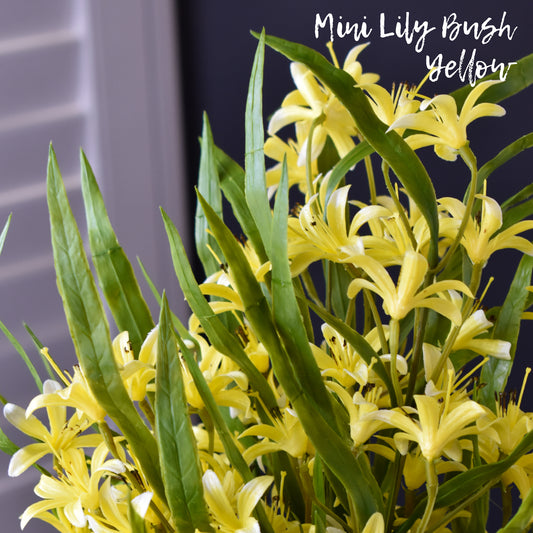 Lily Mini Bush - Yellow